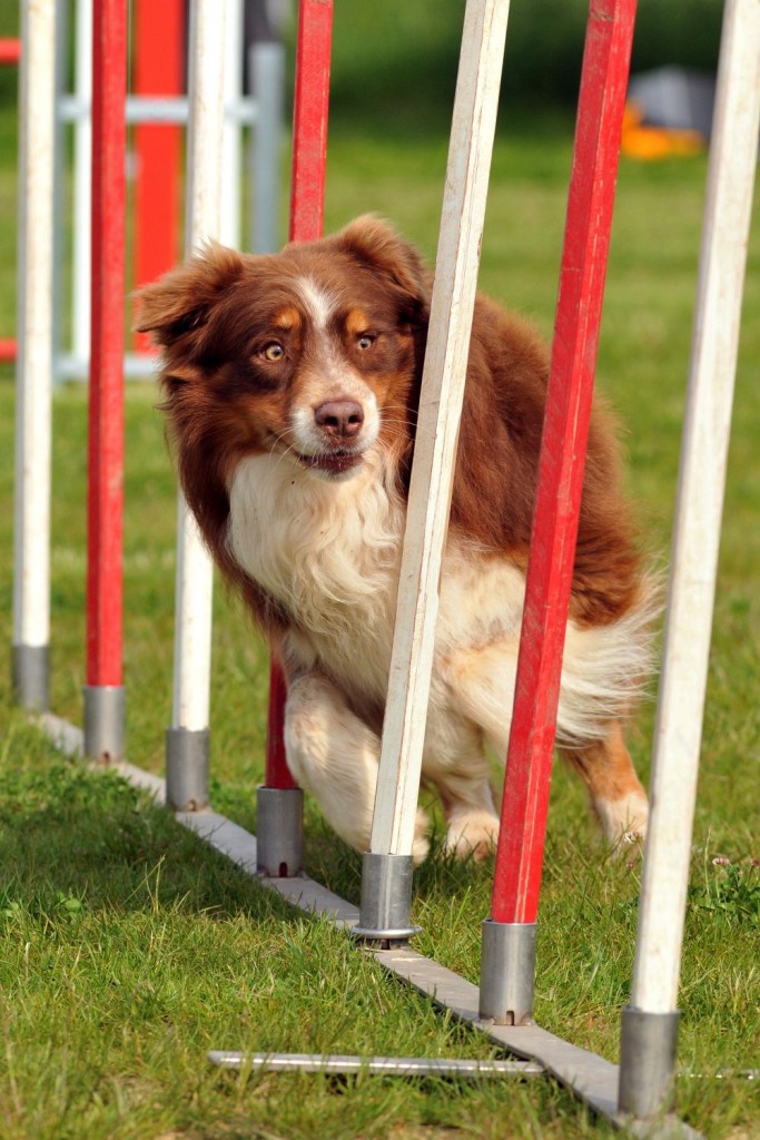 Der Australian Shepherd will gefordert werden