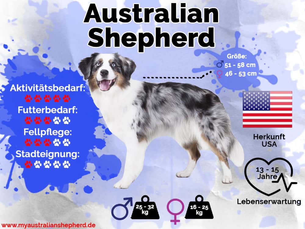 Australian Shepherd Infografik