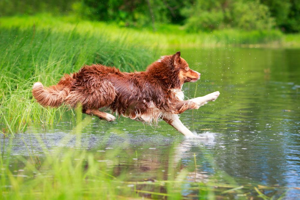 Australian Shepherd springt ins Wasser