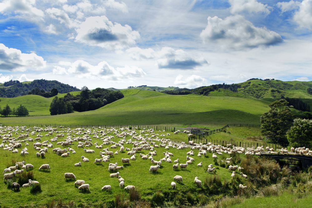 Schafherde - Ideale Arbeitsbedingungen für einen Australiian Shepherd
