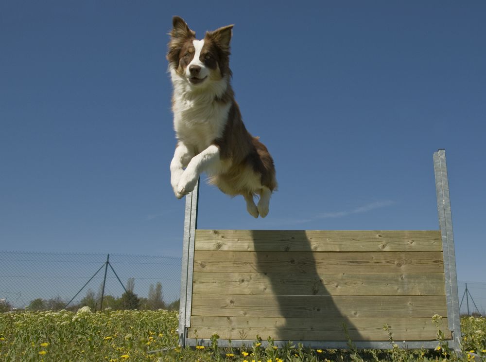 Das Springen über Hürden als Beschäftigung für den Australian Shepherd.