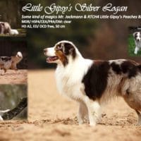 Little Gipsy's Silver Logan (red merle white/copper)