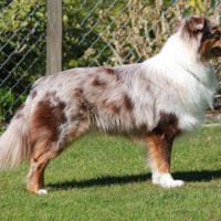 Australian Shepherd Deckrüde DNA VP ASCA Papiere