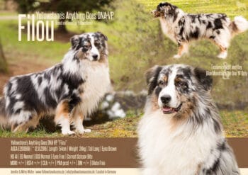 Blue Merle Australian Shepherd Deckrüde Therapiehund "Filou" ASCA Papiere www.YellowstoneAussies.de