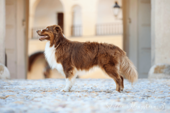 Deckrüde - Australian Shepherd BRR Fire of Passion Aladdin DNA-VP, COI5.38, BH, RO B, RO1, RO2, RO 3