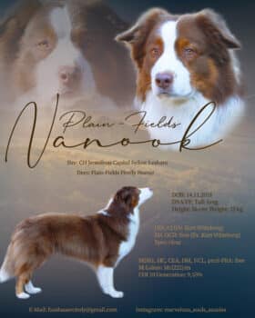 Australian Shepherd Deckrüde "ASCA" - Plain-Fields Nanook DNA-VP