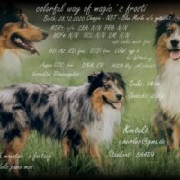 Australian Shepherd *ASCA* Deckrüde