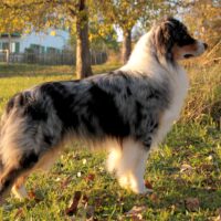 Australian Shepherd Deckrüde blue merle redfectored ASCA DNA-VP