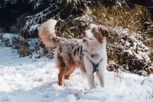 Mehr über den Artikel erfahren Australian Shepherd Züchter