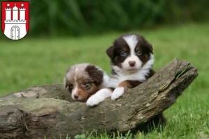 Mehr über den Artikel erfahren Australian Shepherd Züchter und Welpen in Altona