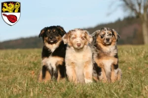 Mehr über den Artikel erfahren Australian Shepherd Züchter und Welpen in Alzey