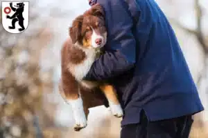 Mehr über den Artikel erfahren Australian Shepherd Züchter und Welpen in Appenzell