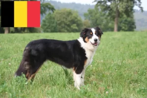 Mehr über den Artikel erfahren Australian Shepherd Züchter und Welpen in Belgien