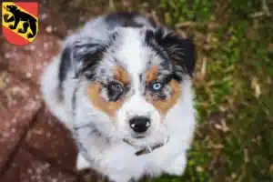 Mehr über den Artikel erfahren Australian Shepherd Züchter und Welpen in Bern