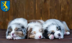 Mehr über den Artikel erfahren Australian Shepherd Züchter und Welpen in Biberach an der Riß