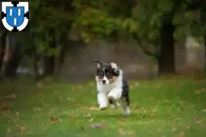 Mehr über den Artikel erfahren Australian Shepherd Züchter und Welpen in Bottrop