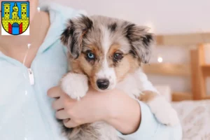 Mehr über den Artikel erfahren Australian Shepherd Züchter und Welpen in Burg (bei Magdeburg)