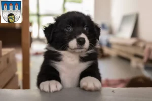 Mehr über den Artikel erfahren Australian Shepherd Züchter und Welpen in Celle