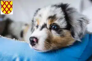 Mehr über den Artikel erfahren Australian Shepherd Züchter und Welpen in Daun