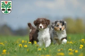 Mehr über den Artikel erfahren Australian Shepherd Züchter und Welpen in Eberswalde