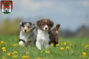 Mehr über den Artikel erfahren Australian Shepherd Züchter und Welpen in Eichstätt