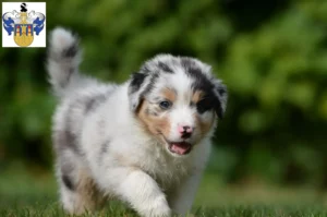 Mehr über den Artikel erfahren Australian Shepherd Züchter und Welpen in Eisenberg (Thüringen)