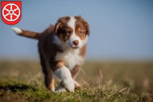 Mehr über den Artikel erfahren Australian Shepherd Züchter und Welpen in Erfurt