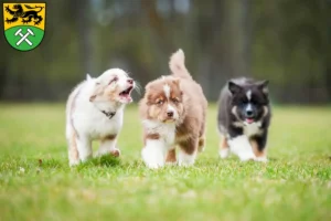 Mehr über den Artikel erfahren Australian Shepherd Züchter und Welpen im Erzgebirge