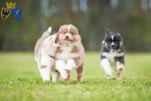 Mehr über den Artikel erfahren Australian Shepherd Züchter und Welpen in Essen