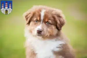 Mehr über den Artikel erfahren Australian Shepherd Züchter und Welpen in Freiberg