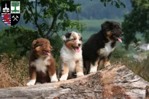 Mehr über den Artikel erfahren Australian Shepherd Züchter und Welpen in Gelsenkirchen