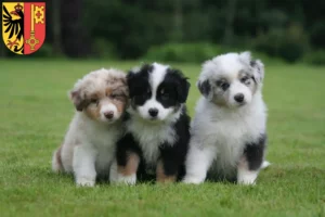 Mehr über den Artikel erfahren Australian Shepherd Züchter und Welpen in Genf