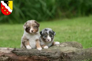 Mehr über den Artikel erfahren Australian Shepherd Züchter und Welpen in Glarus