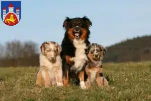 Mehr über den Artikel erfahren Australian Shepherd Züchter und Welpen in Göttingen