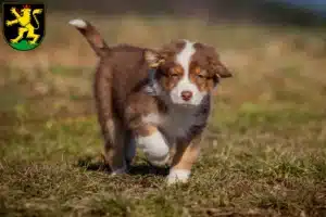 Mehr über den Artikel erfahren Australian Shepherd Züchter und Welpen in Heidelberg