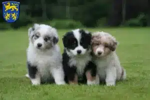 Mehr über den Artikel erfahren Australian Shepherd Züchter und Welpen in Homberg (Efze)