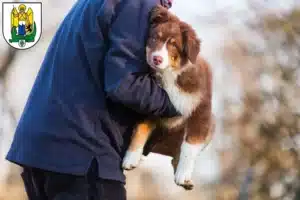 Mehr über den Artikel erfahren Australian Shepherd Züchter und Welpen in Jena