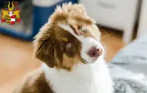 Mehr über den Artikel erfahren Australian Shepherd Züchter und Welpen in Kärnten