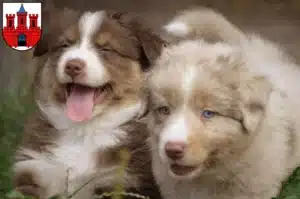 Mehr über den Artikel erfahren Australian Shepherd Züchter und Welpen in Köthen (Anhalt)