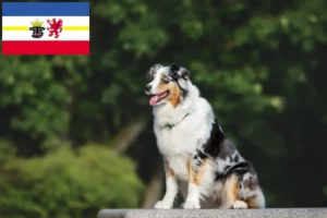 Mehr über den Artikel erfahren Australian Shepherd Züchter und Welpen in Mecklenburg-Vorpommern