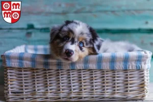 Mehr über den Artikel erfahren Australian Shepherd Züchter und Welpen in Miltenberg