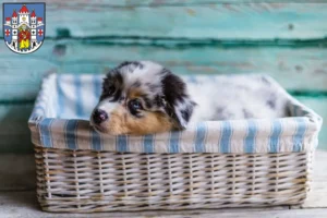 Mehr über den Artikel erfahren Australian Shepherd Züchter und Welpen in Montabaur