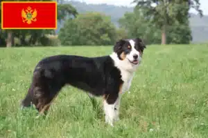 Mehr über den Artikel erfahren Australian Shepherd Züchter und Welpen in Montenegro