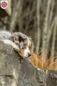 Mehr über den Artikel erfahren Australian Shepherd Züchter und Welpen in Mühldorf am Inn