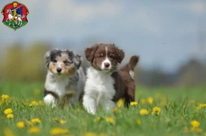 Mehr über den Artikel erfahren Australian Shepherd Züchter und Welpen in Neustadt an der Waldnaab