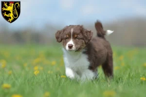 Mehr über den Artikel erfahren Australian Shepherd Züchter und Welpen in Neustadt an der Weinstraße