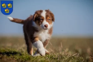 Mehr über den Artikel erfahren Australian Shepherd Züchter und Welpen in Nordfriesland