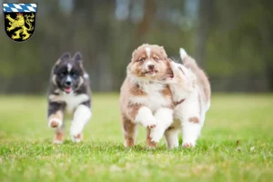 Mehr über den Artikel erfahren Australian Shepherd Züchter und Welpen in Oberbayern