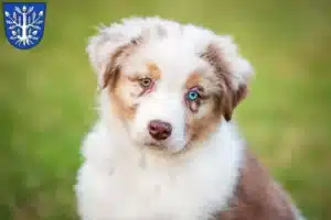 Mehr über den Artikel erfahren Australian Shepherd Züchter und Welpen in Offenbach am Main