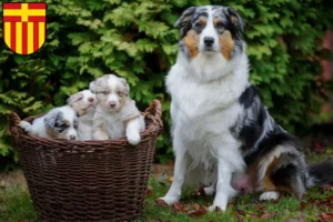 Mehr über den Artikel erfahren Australian Shepherd Züchter und Welpen in Paderborn